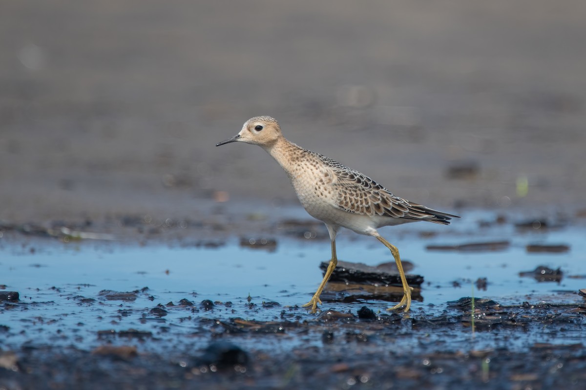 Buff-breasted Sandpiper - ML642067551