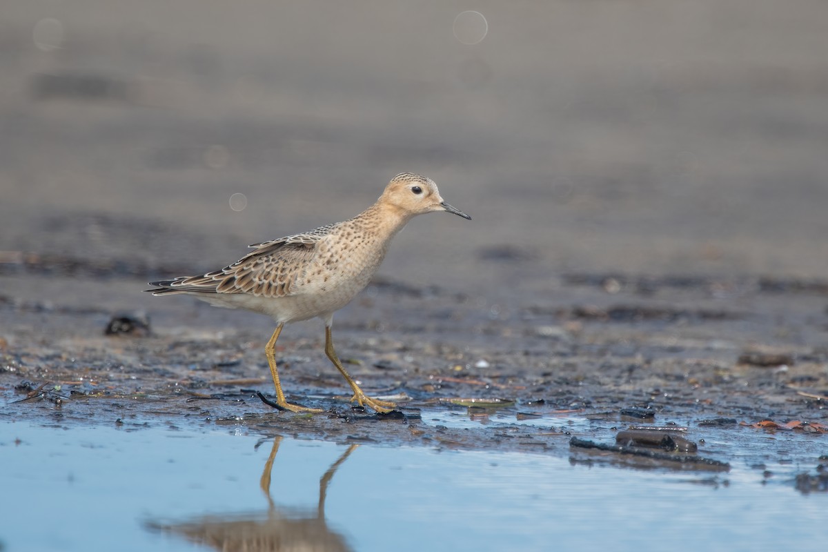 Buff-breasted Sandpiper - ML642067557
