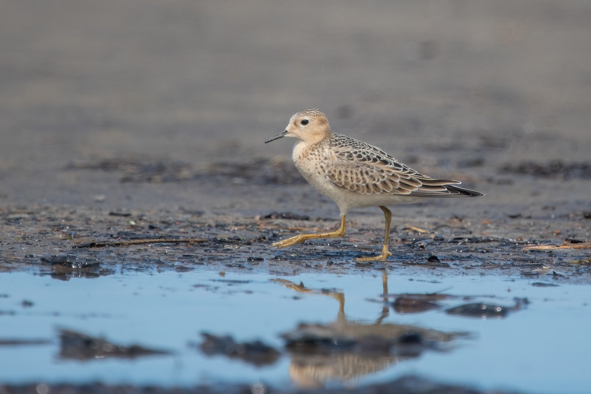 Buff-breasted Sandpiper - ML642067558