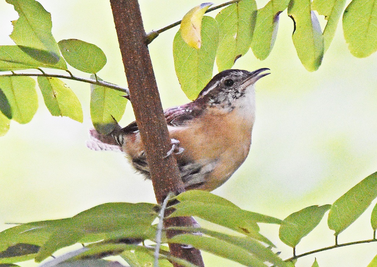 Carolina Wren - ML642067561