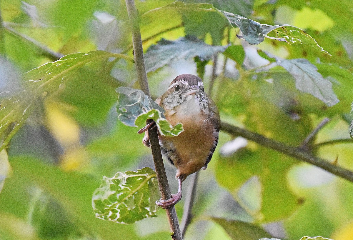 Carolina Wren - ML642067562