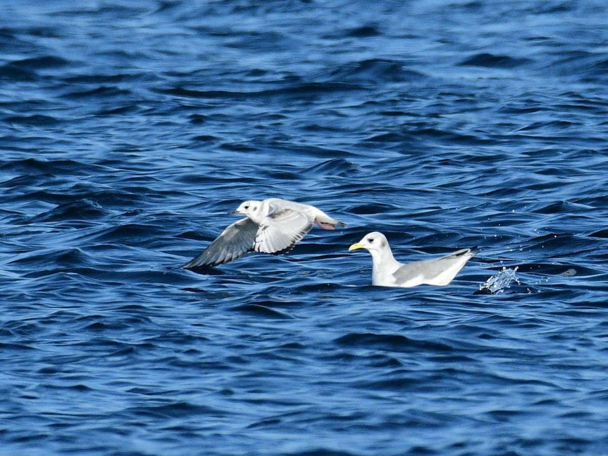 Black-legged Kittiwake - ML642067569
