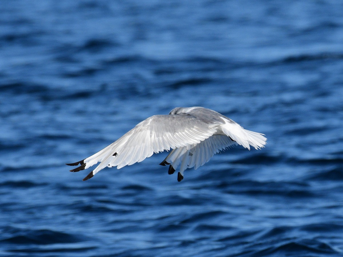 Black-legged Kittiwake - ML642067570