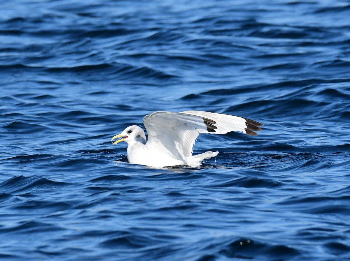 Black-legged Kittiwake - ML642067571