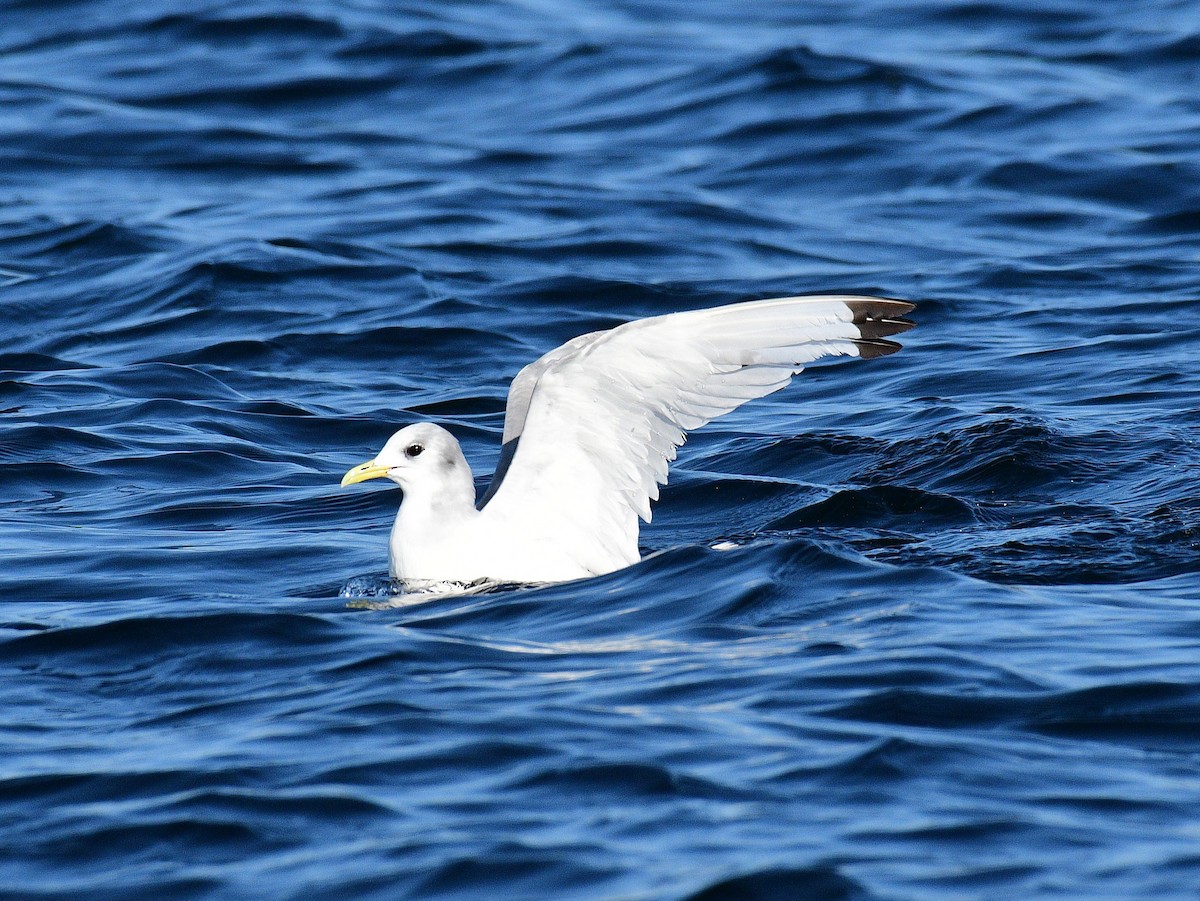 Black-legged Kittiwake - ML642067572