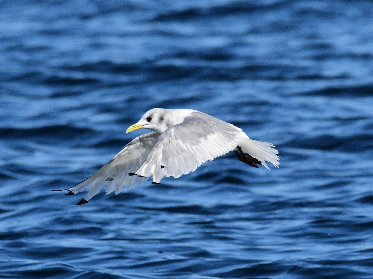 Black-legged Kittiwake - ML642067573