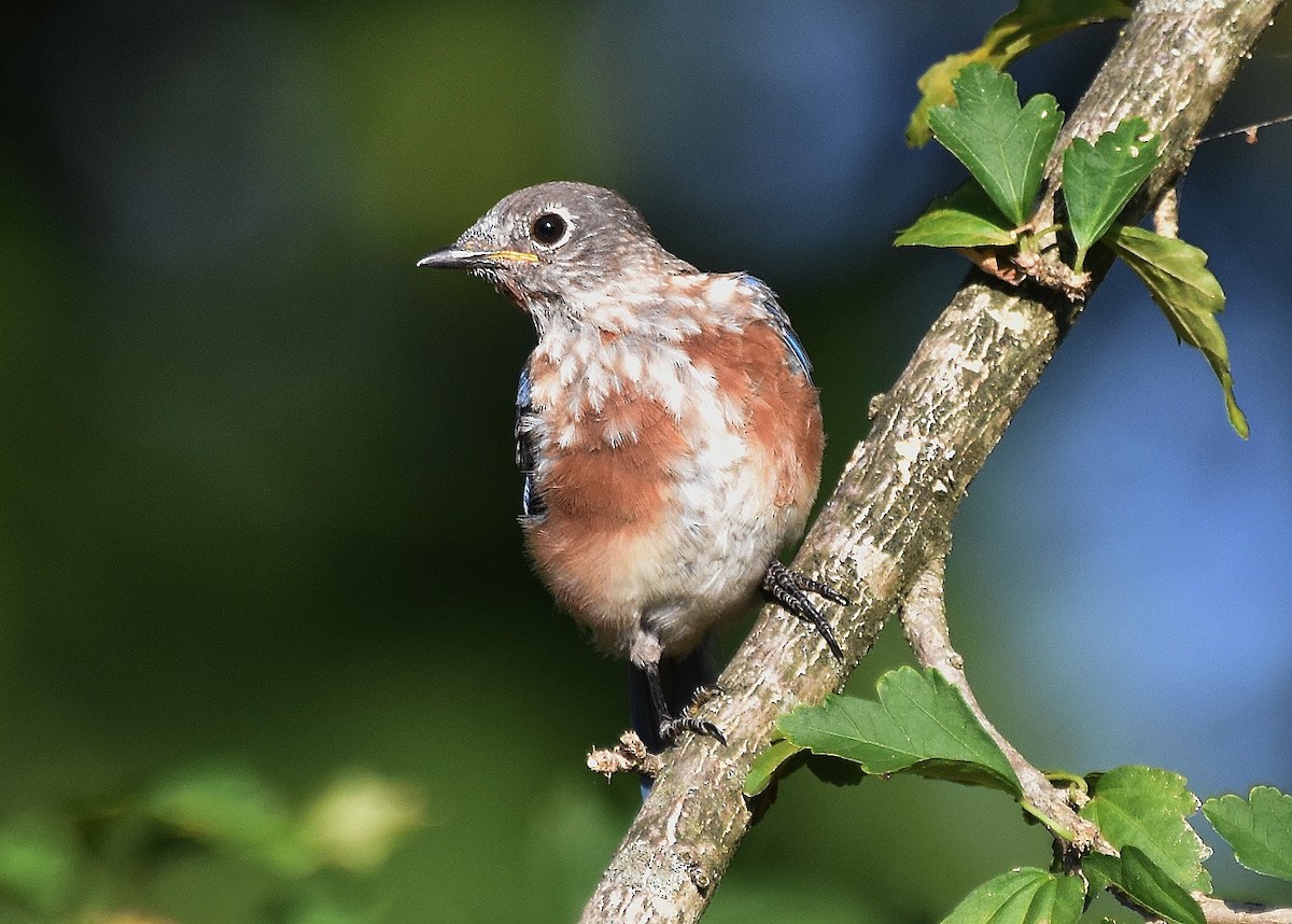 Eastern Bluebird - ML642067578