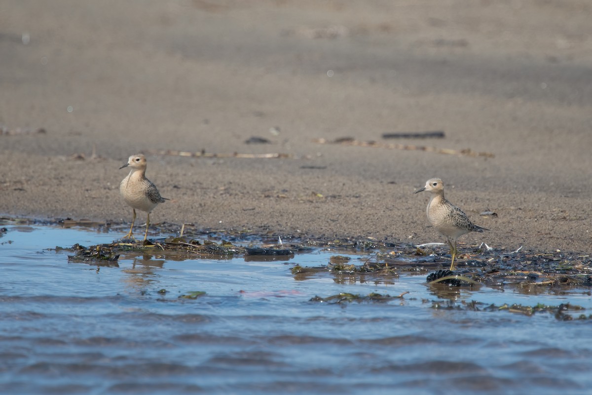 Buff-breasted Sandpiper - ML642067582