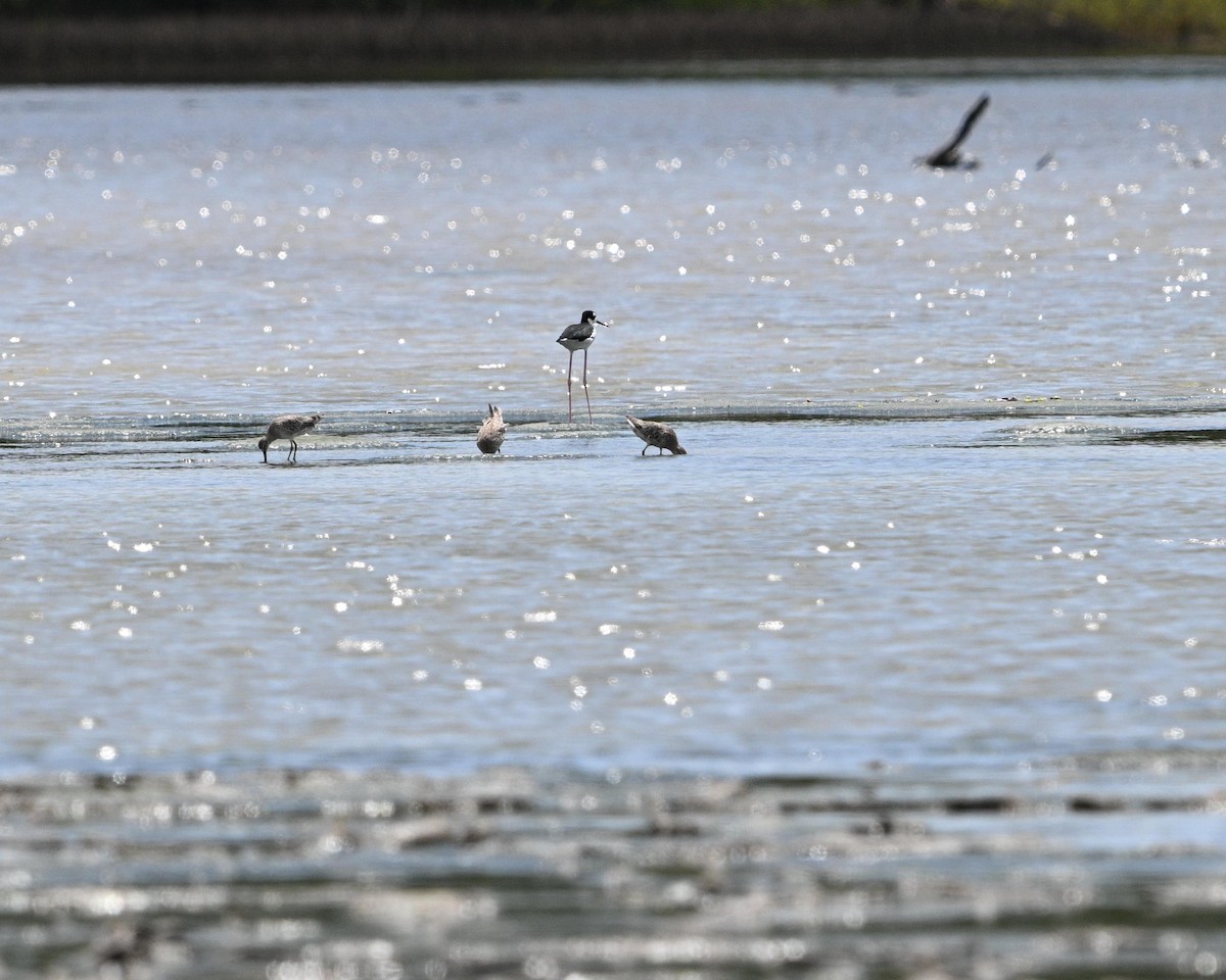 Black-necked Stilt - ML642067585