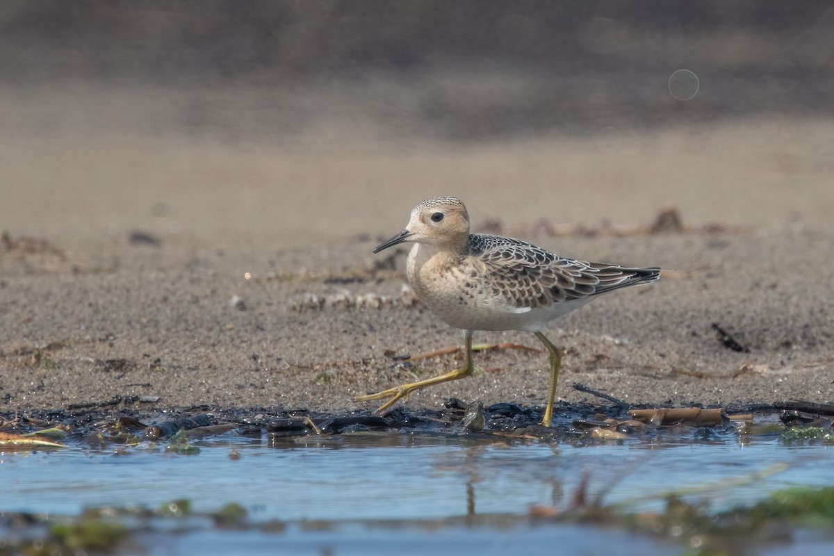 Buff-breasted Sandpiper - ML642067587