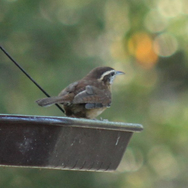 Carolina Wren - ML642067588