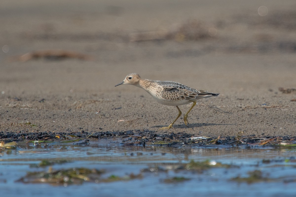 Buff-breasted Sandpiper - ML642067589