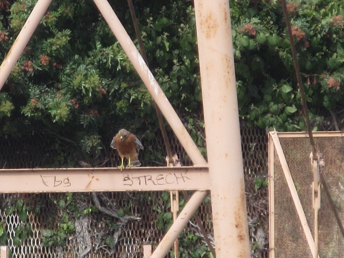 Red-shouldered Hawk - ML642067592