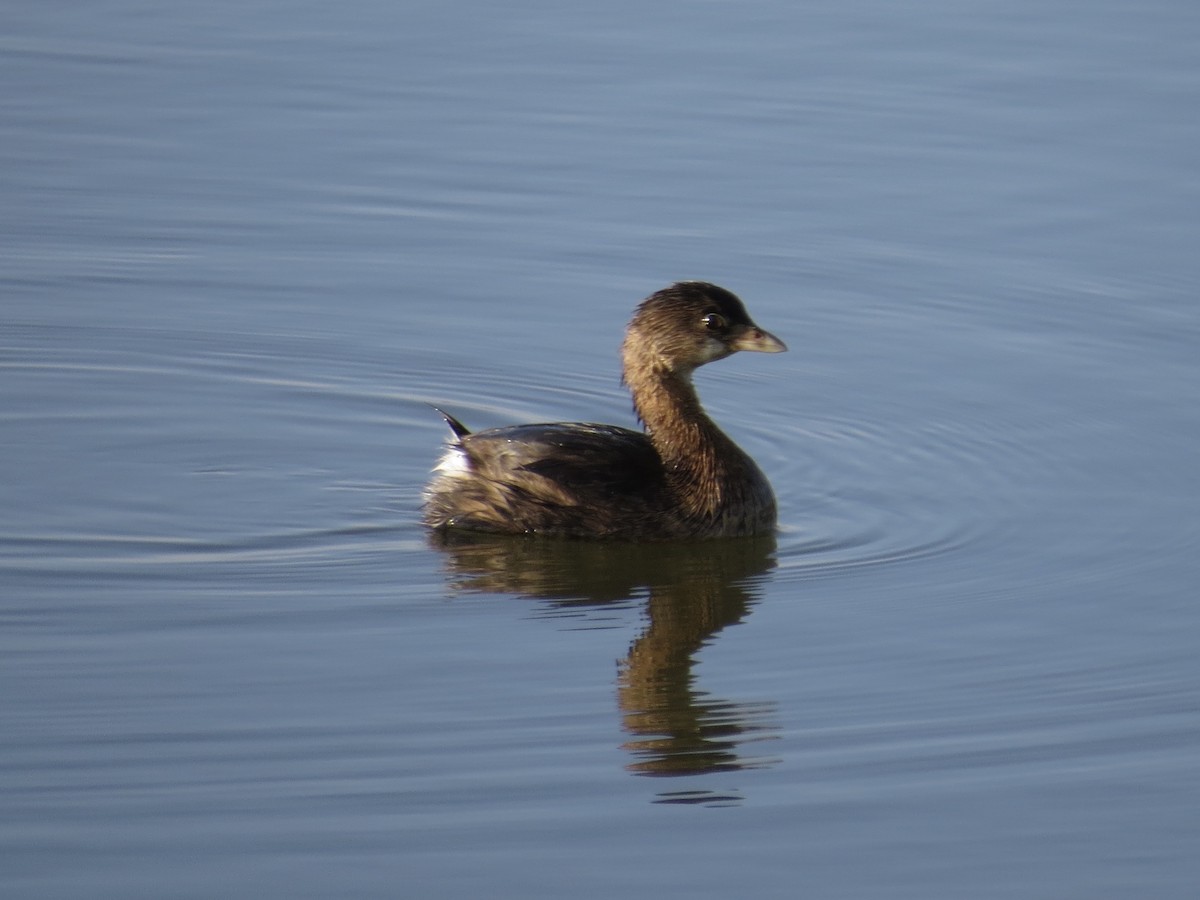 Pied-billed Grebe - ML642067594