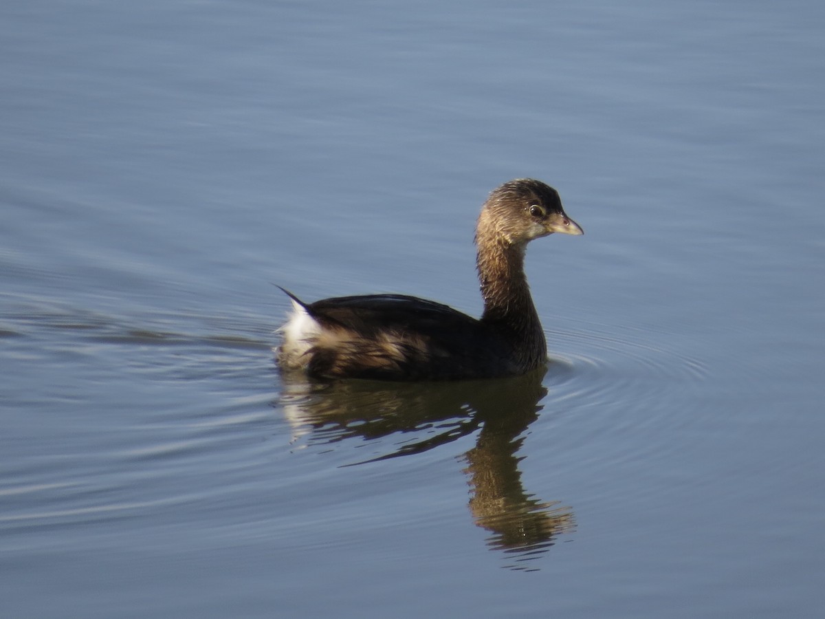 Pied-billed Grebe - ML642067595