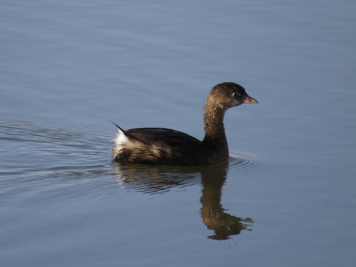 Pied-billed Grebe - ML642067597