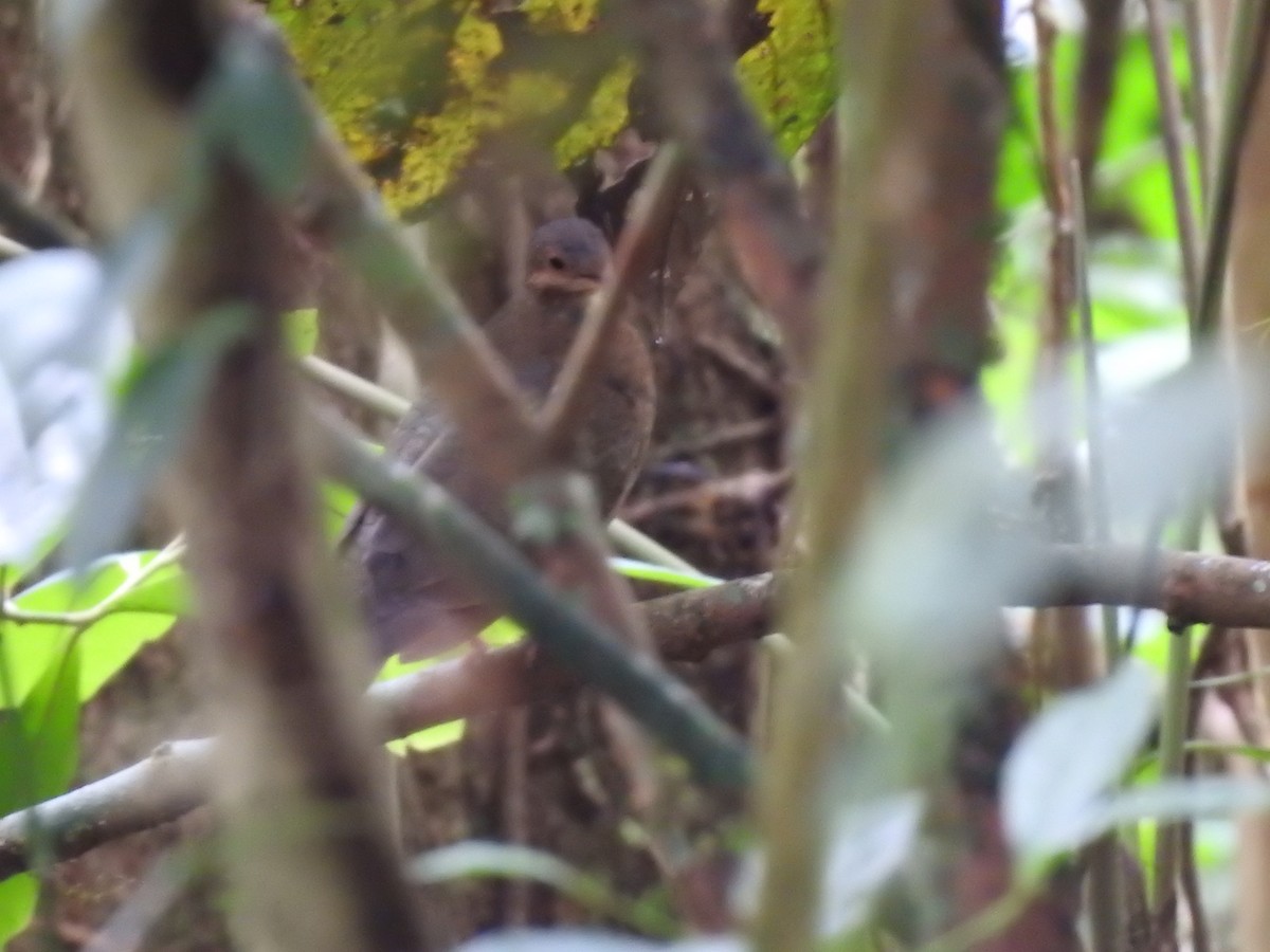 Ruddy Quail-Dove - ML642067617