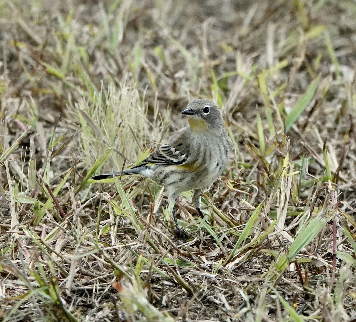 Yellow-rumped Warbler (Audubon's) - ML642067618