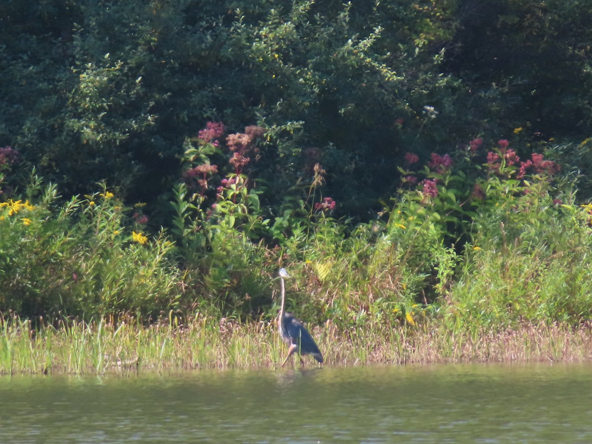 Great Blue Heron - ML642067620