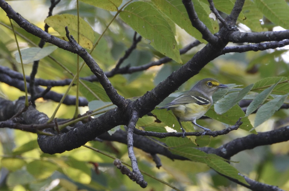 White-eyed Vireo - ML642067621