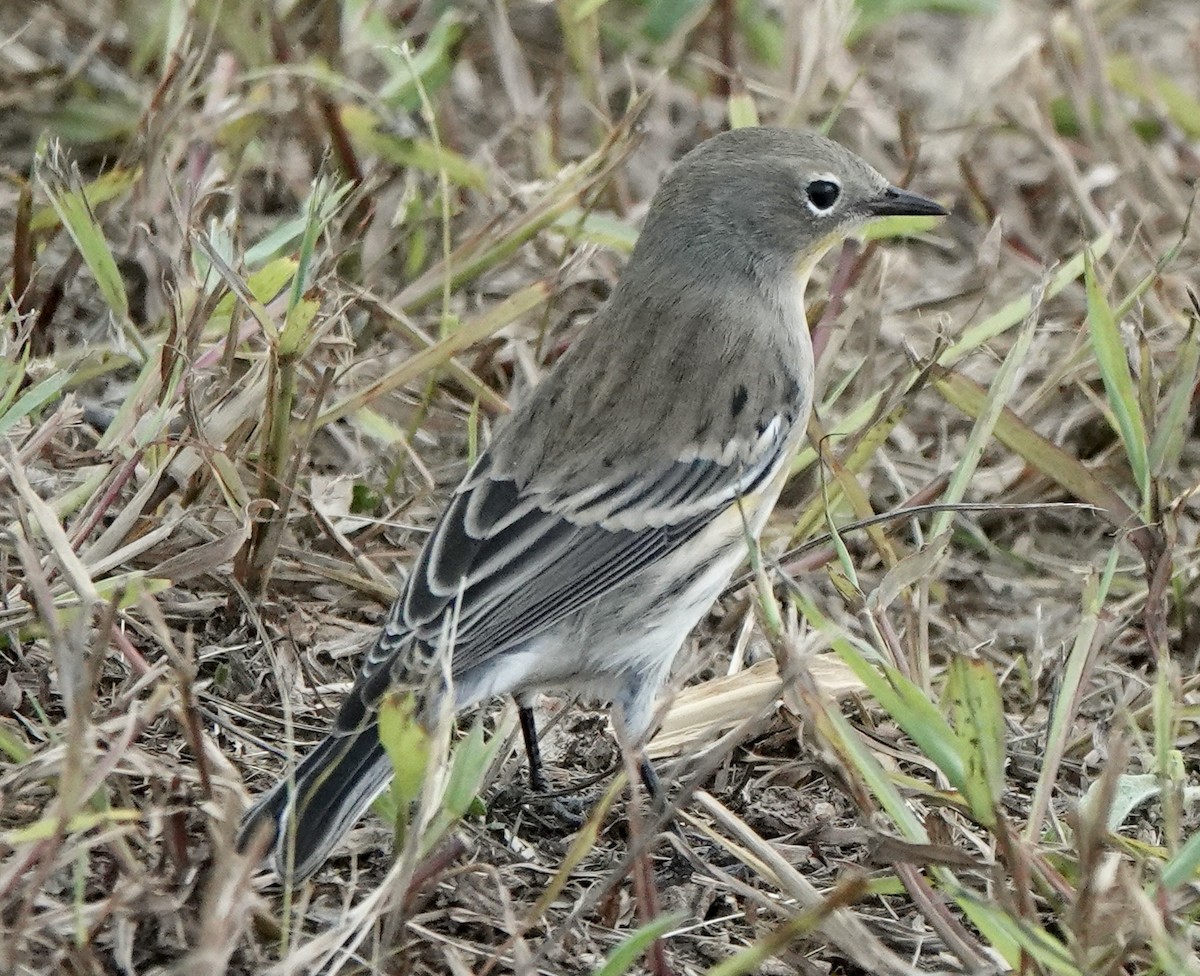 Yellow-rumped Warbler (Audubon's) - ML642067627