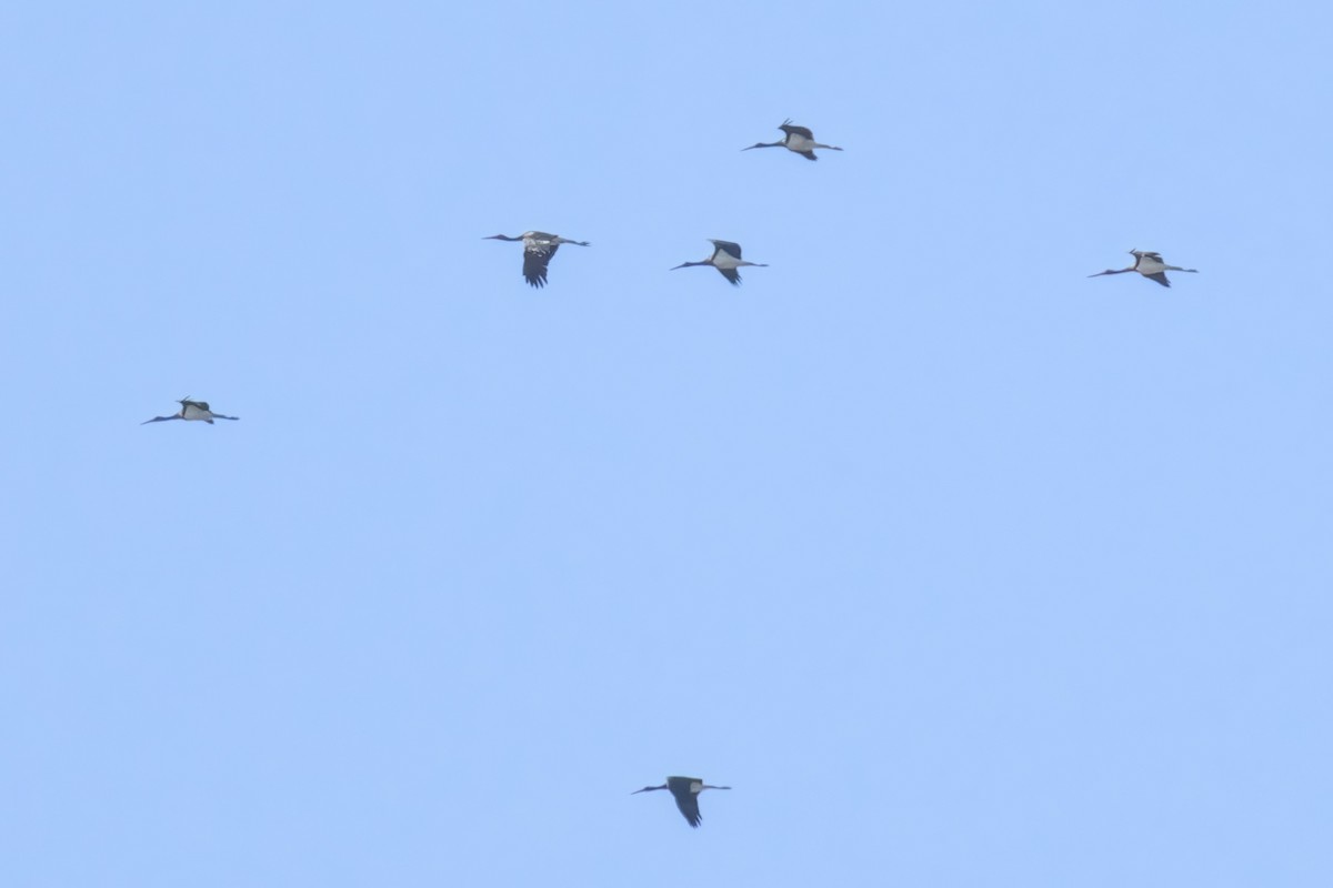 Black Stork - ML642067628