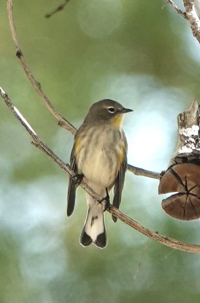 Yellow-rumped Warbler (Audubon's) - ML642067631