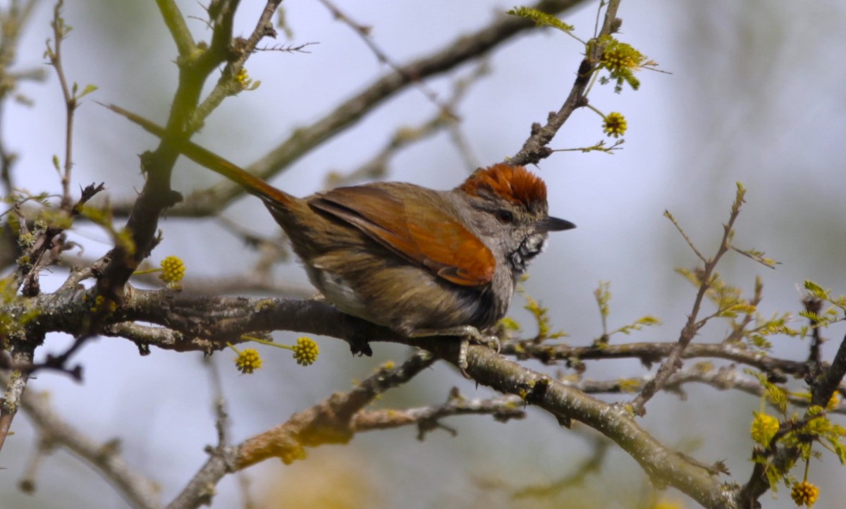 Sooty-fronted Spinetail - ML642067632