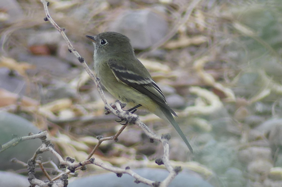Hammond's Flycatcher - ML642067641