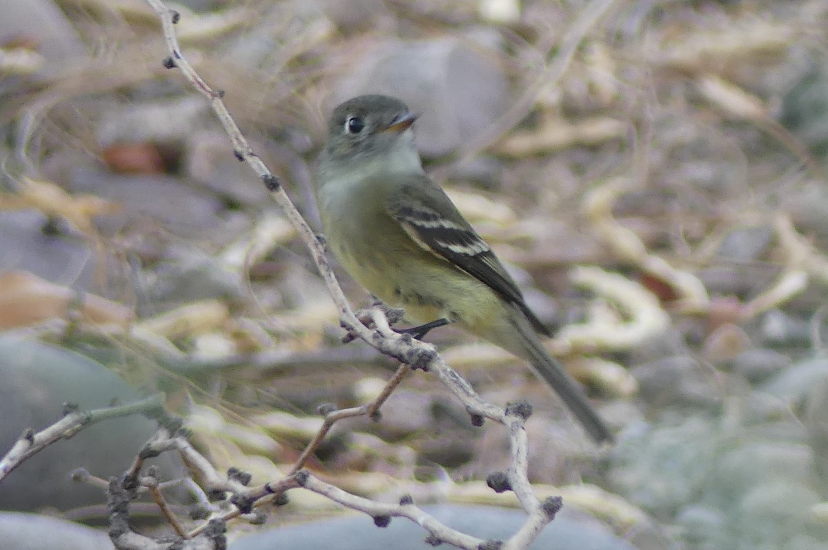 Hammond's Flycatcher - ML642067642