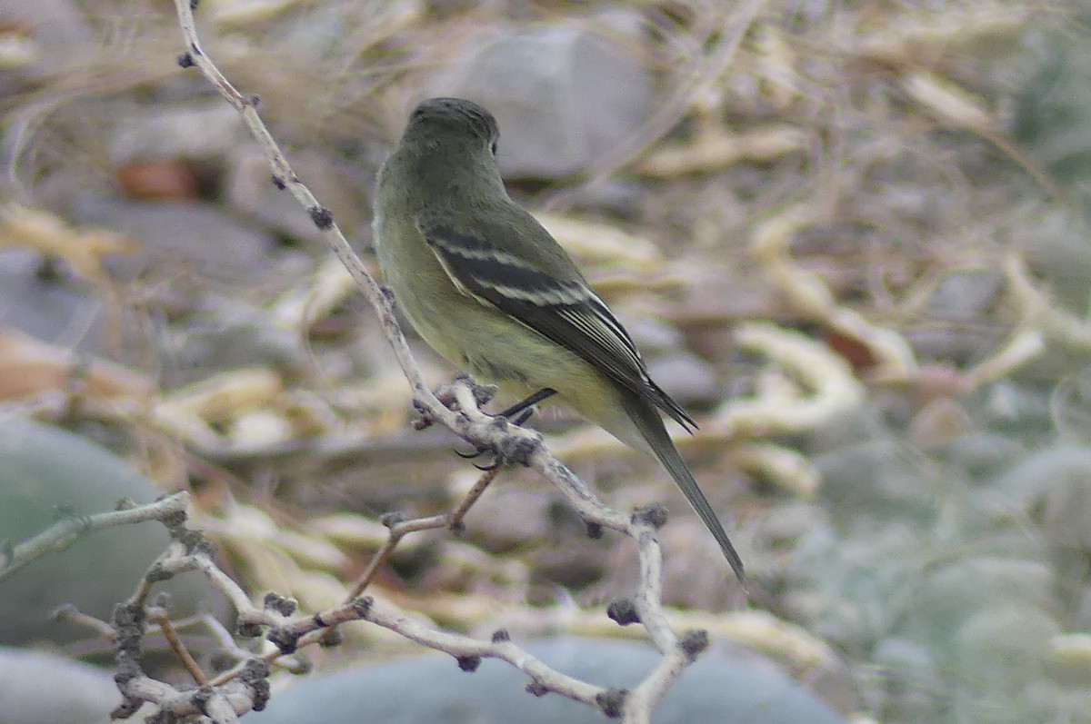 Hammond's Flycatcher - ML642067643