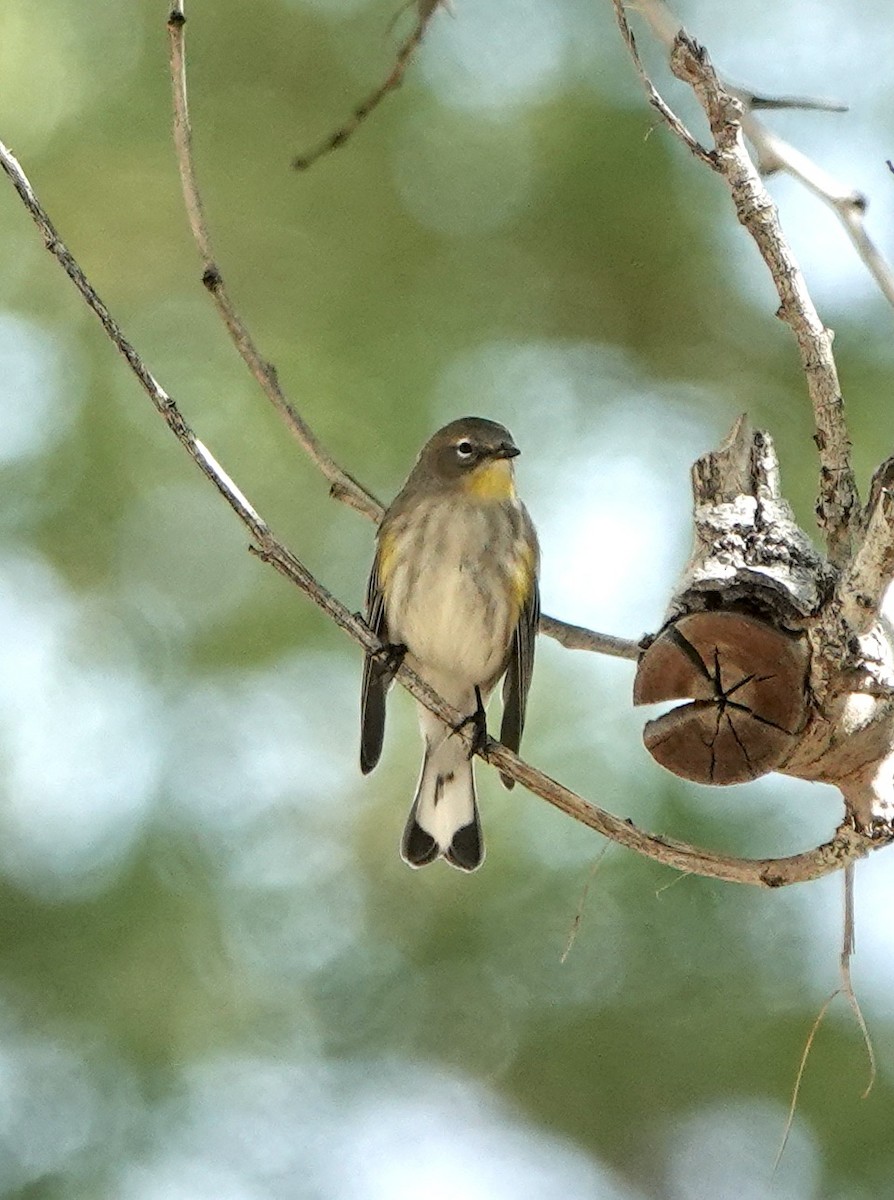 Yellow-rumped Warbler (Audubon's) - ML642067645