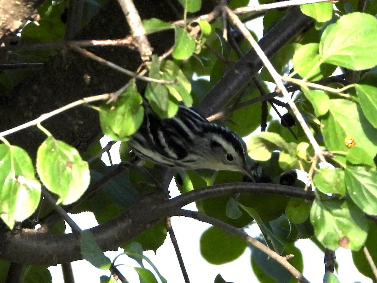 Black-and-white Warbler - ML642067646