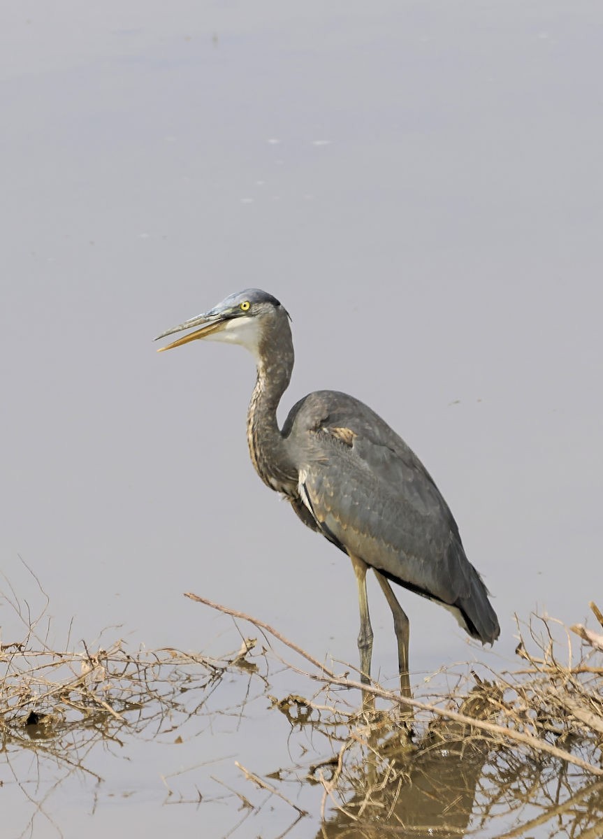 Great Blue Heron - ML642067658