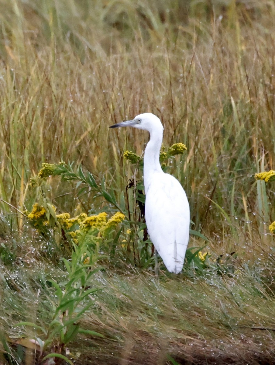 Little Blue Heron - ML642067668
