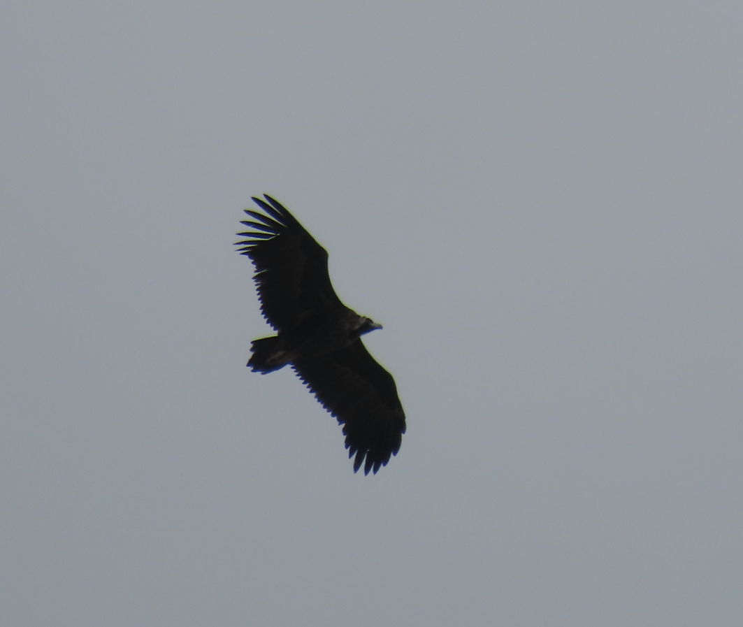 禿鷲 - ML642067671