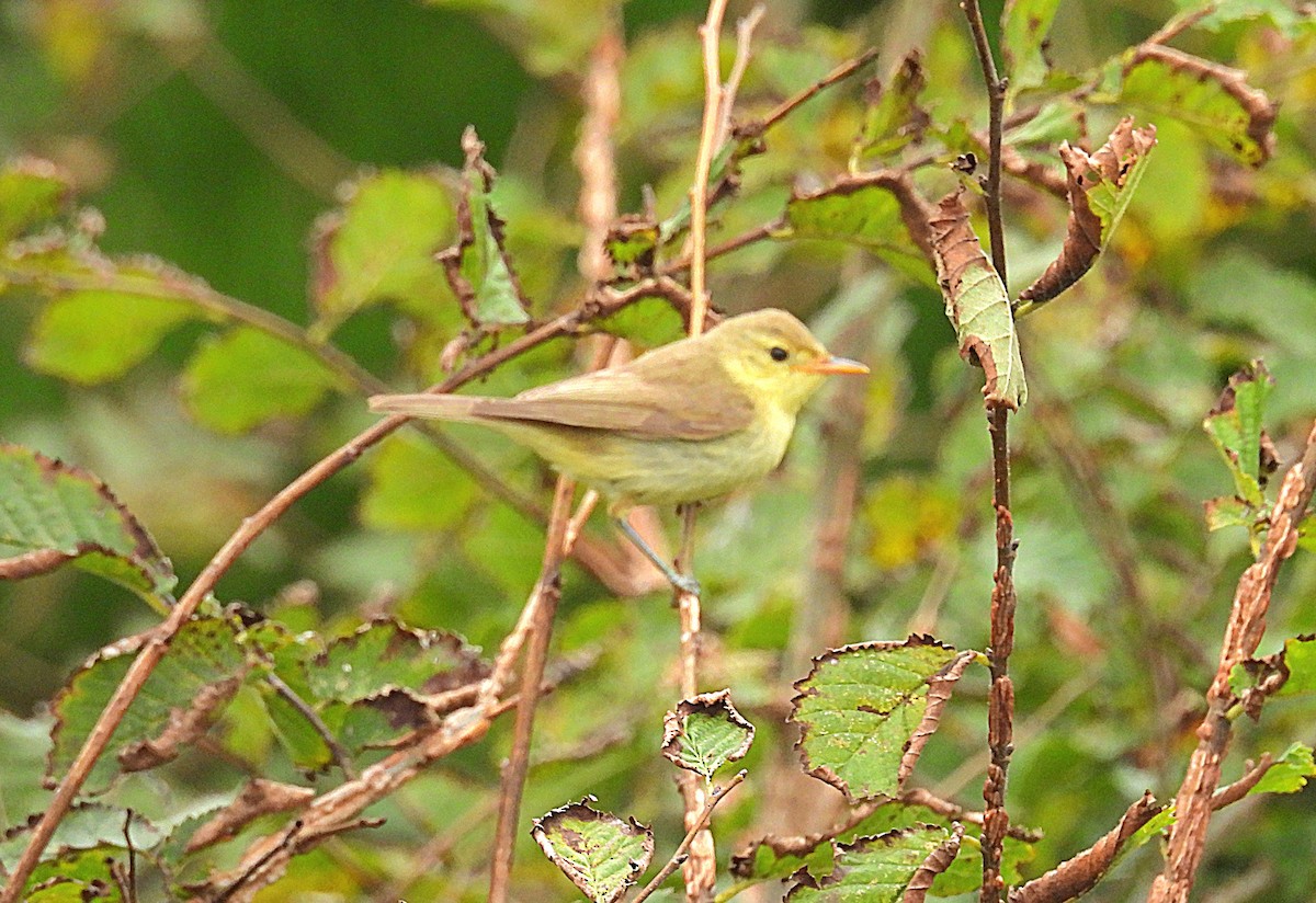 Melodious Warbler - ML642067672