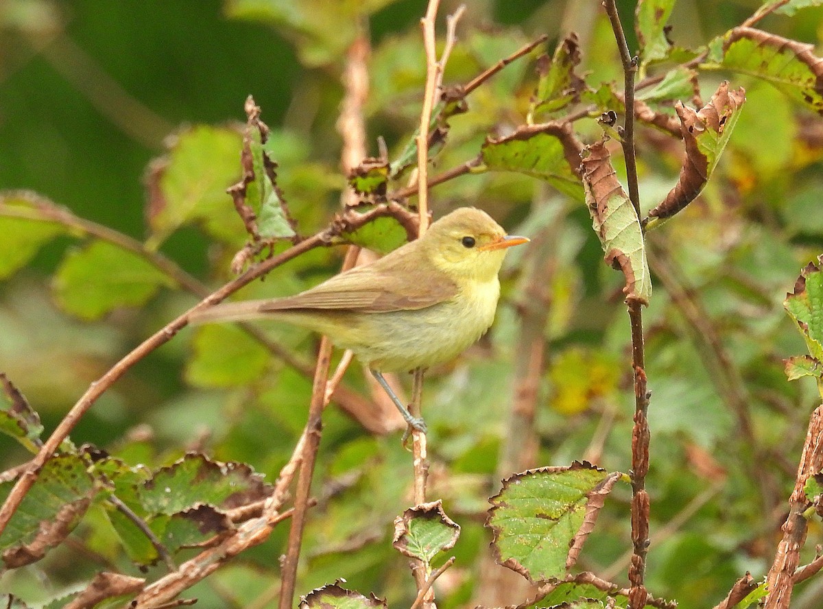 Melodious Warbler - ML642067673