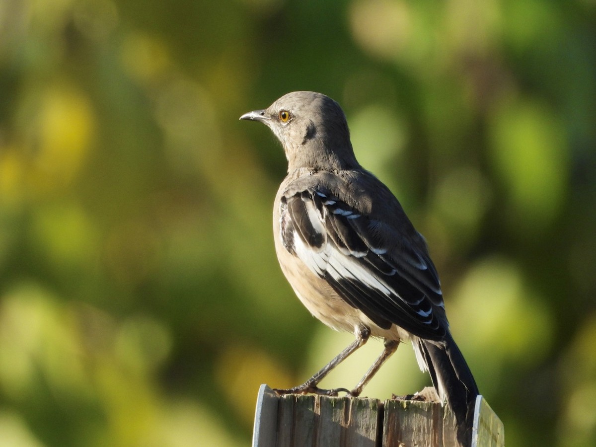 Northern Mockingbird - ML642067674