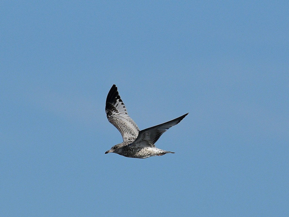 Ring-billed Gull - ML642067675
