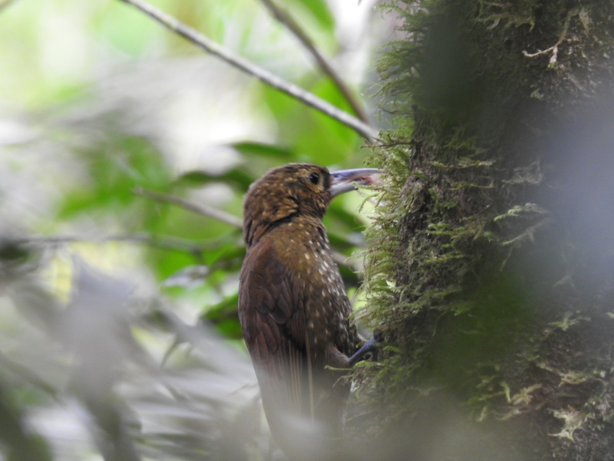Spotted Woodcreeper - ML642067680