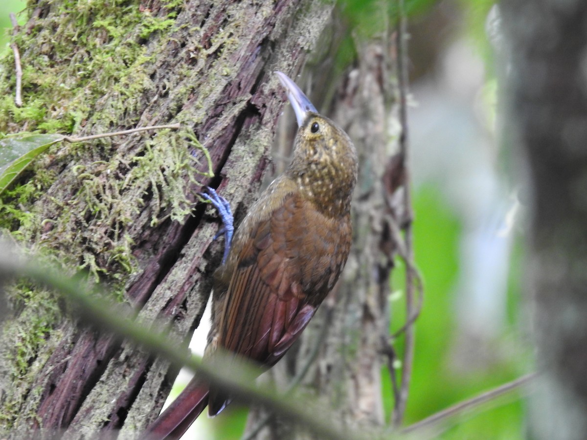 Spotted Woodcreeper - ML642067681