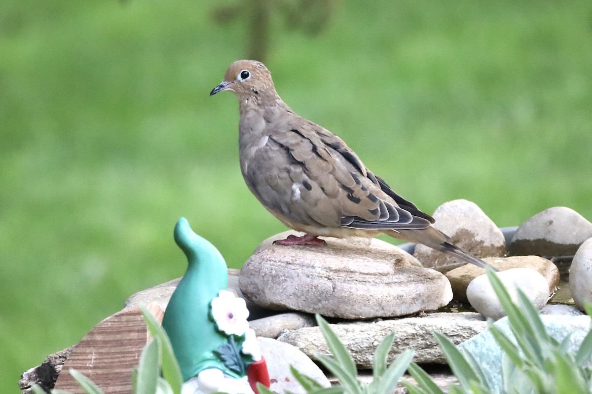 Mourning Dove - ML642067682