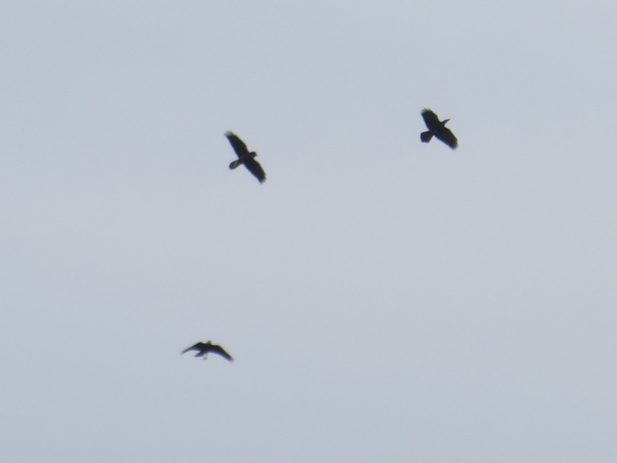 Common Raven - ML642067683