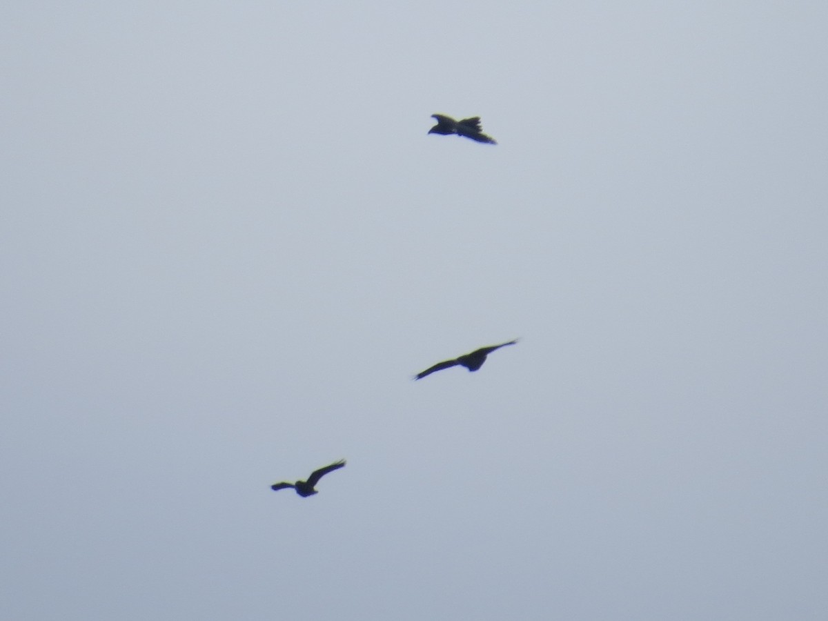 Common Raven - ML642067684