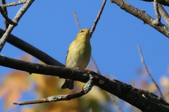 Blackpoll Warbler - ML642067685