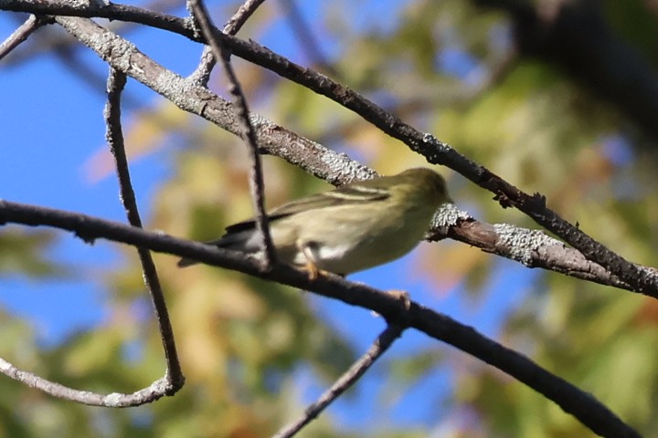 Blackpoll Warbler - ML642067686