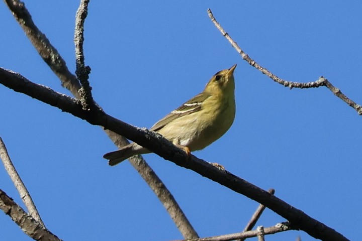 Blackpoll Warbler - ML642067687