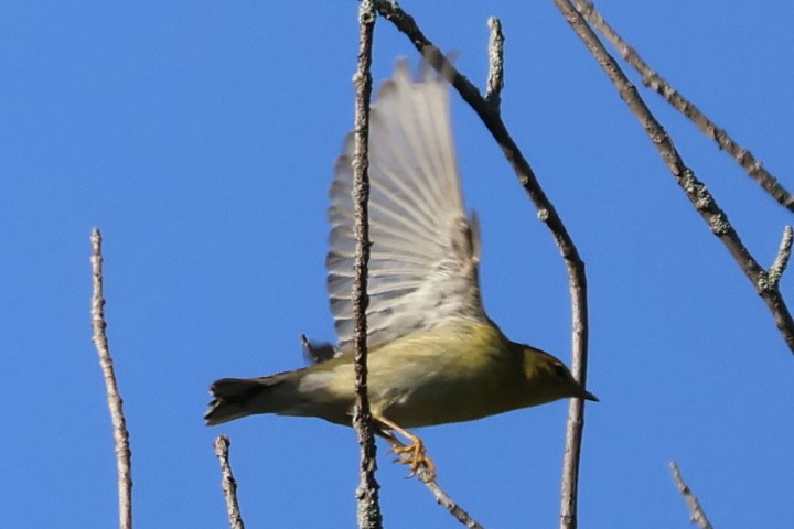 Blackpoll Warbler - ML642067688
