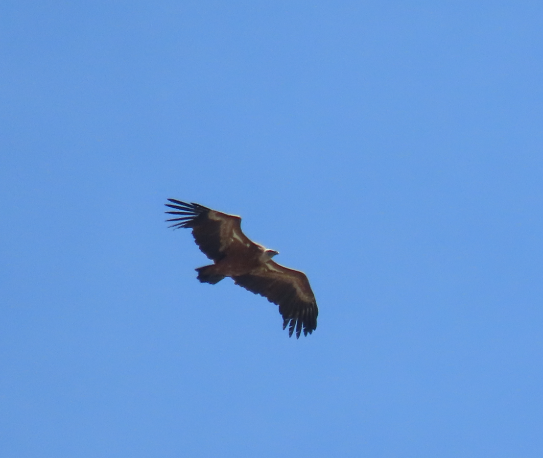Eurasian Griffon - ML642067692